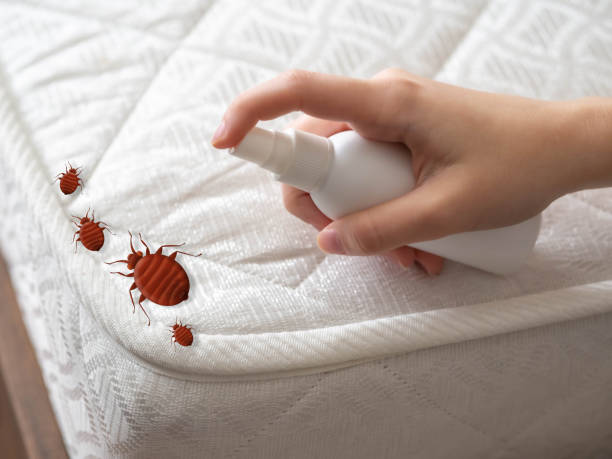 Best Pest Removal Services  in Emerson, GA
