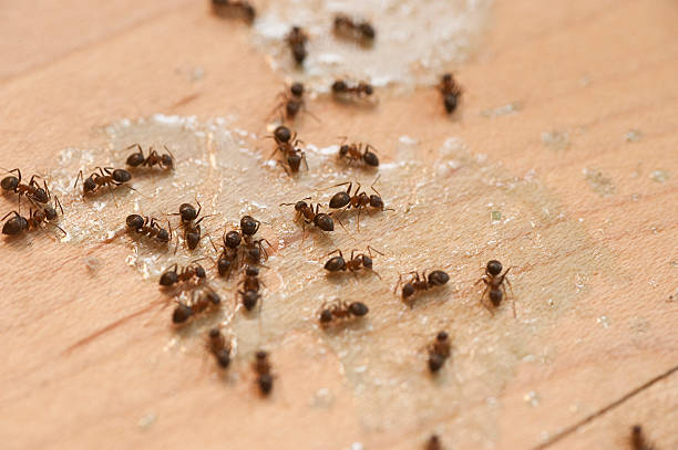 Best Pest Prevention Services  in Emerson, GA